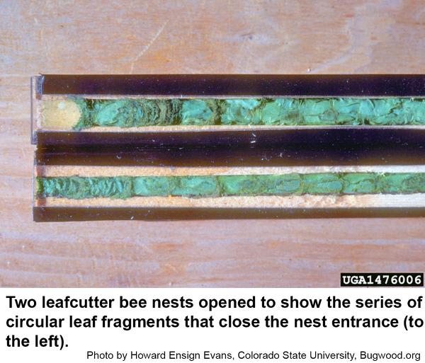 Leafcutter bees usually construct nests in narrow cavities.